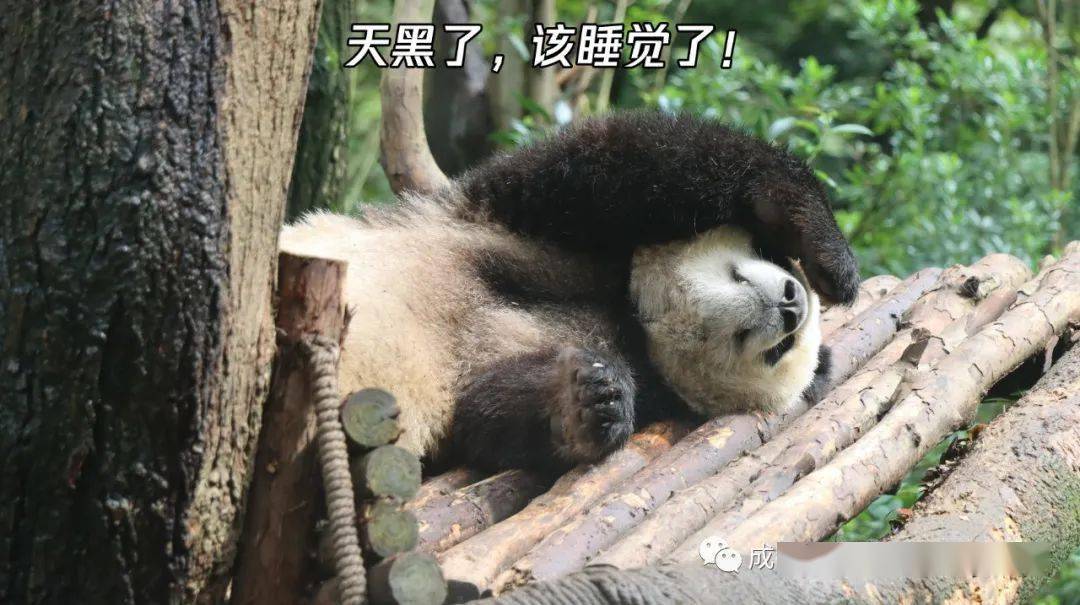 了摸摸自己的小胖肚肚不减十斤不换头像的头像一定要换掉别看滚滚有点