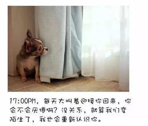 年迈老狗四处旅行但它的主人却十分自责真的很对不起它