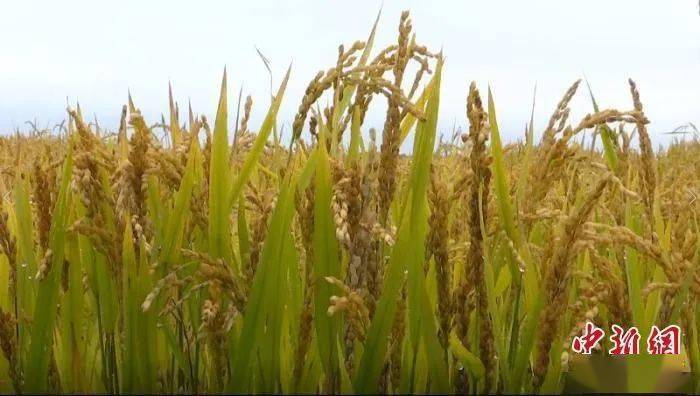 震惊,水稻"旱直播",亩产有1300斤!