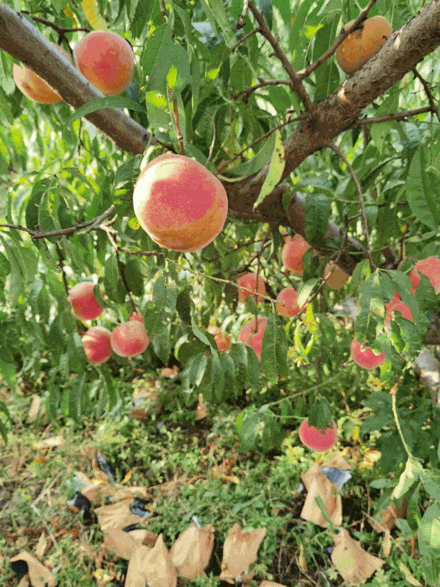 秋意已至,是时候来这里感受一场原生态采摘之旅了!