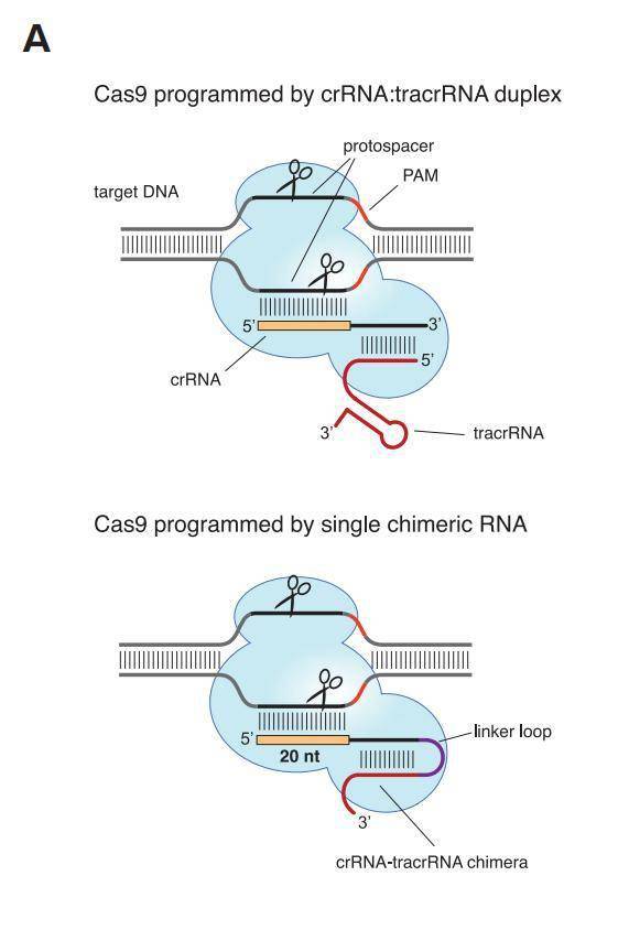 crispr基因编辑系统获2020年诺贝尔化学奖
