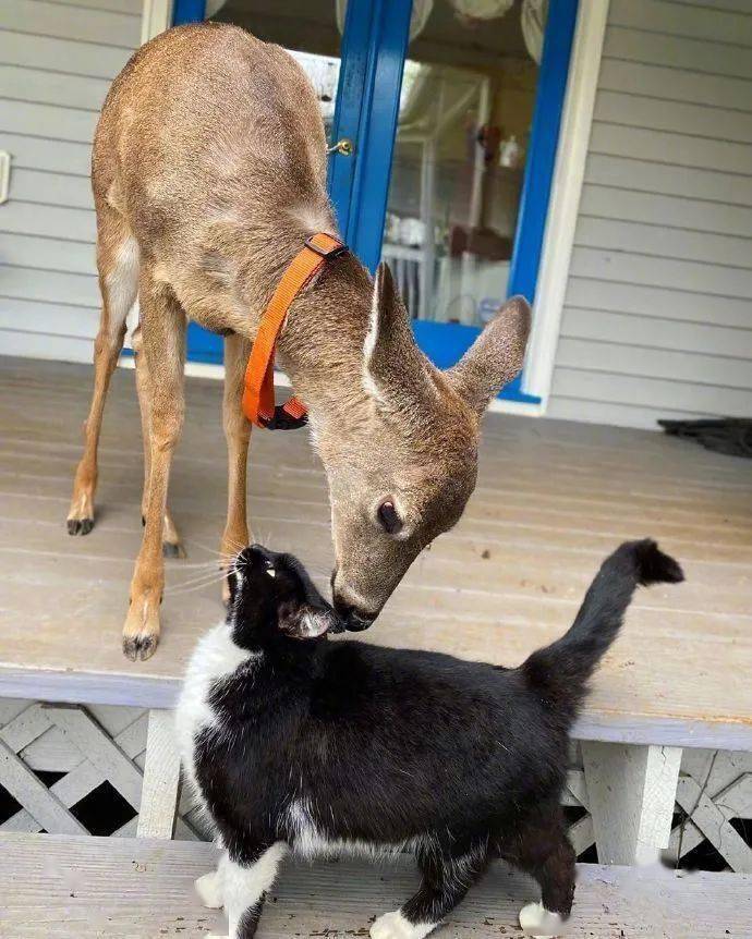 这年头连鹿都有猫吸了而我却