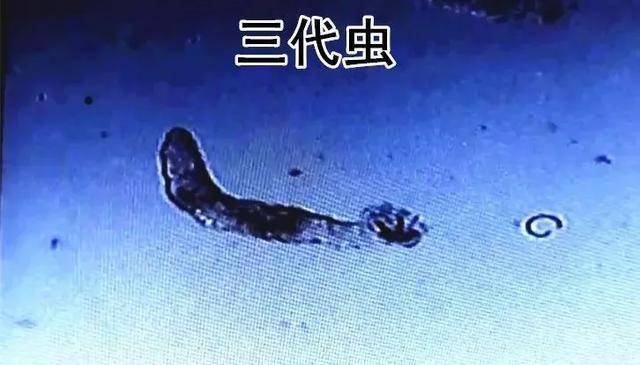 2,症狀:寄生三代蟲的幼魚,魚體開始褪色而變得蒼白無光澤,體表粘液