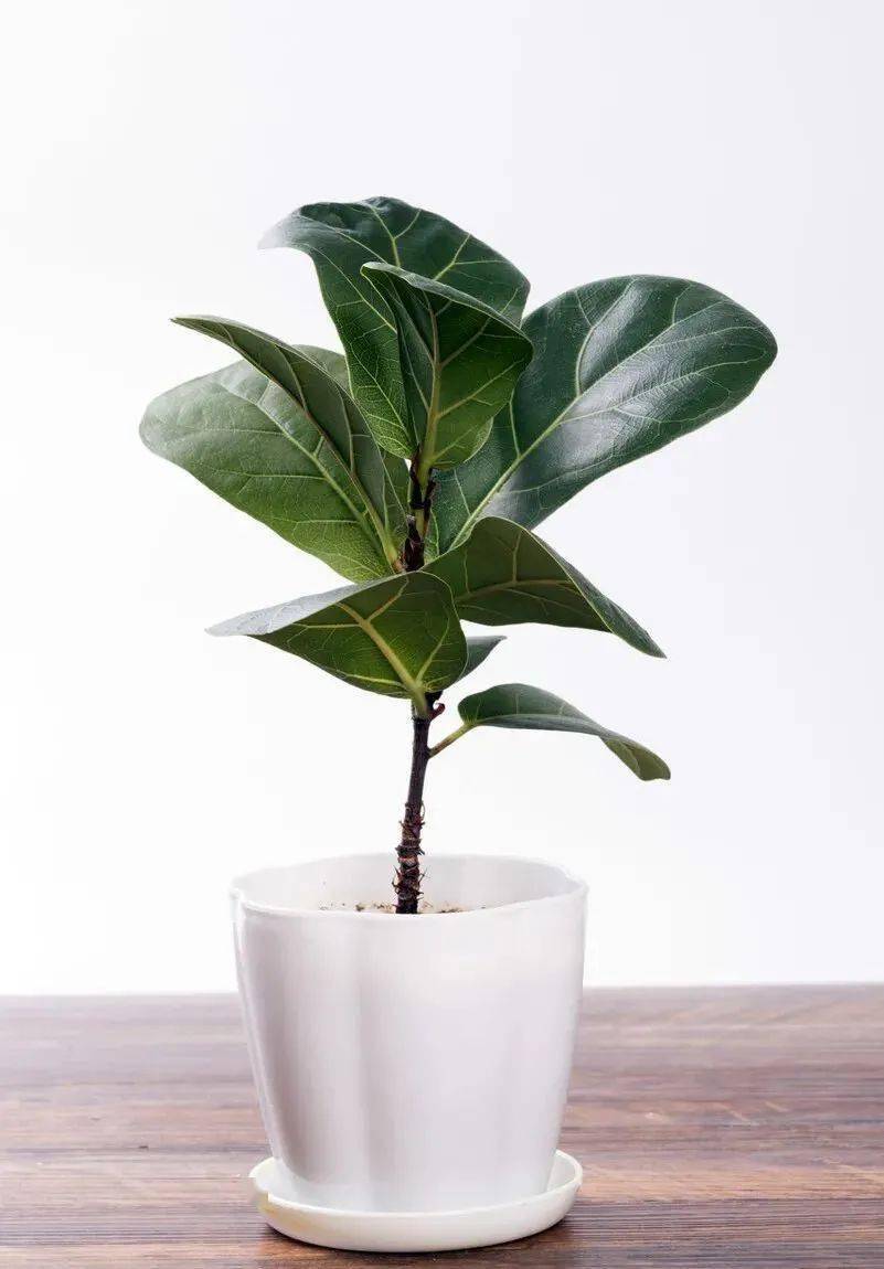 101种室内常见盆栽花卉治愈又减压一起养起来