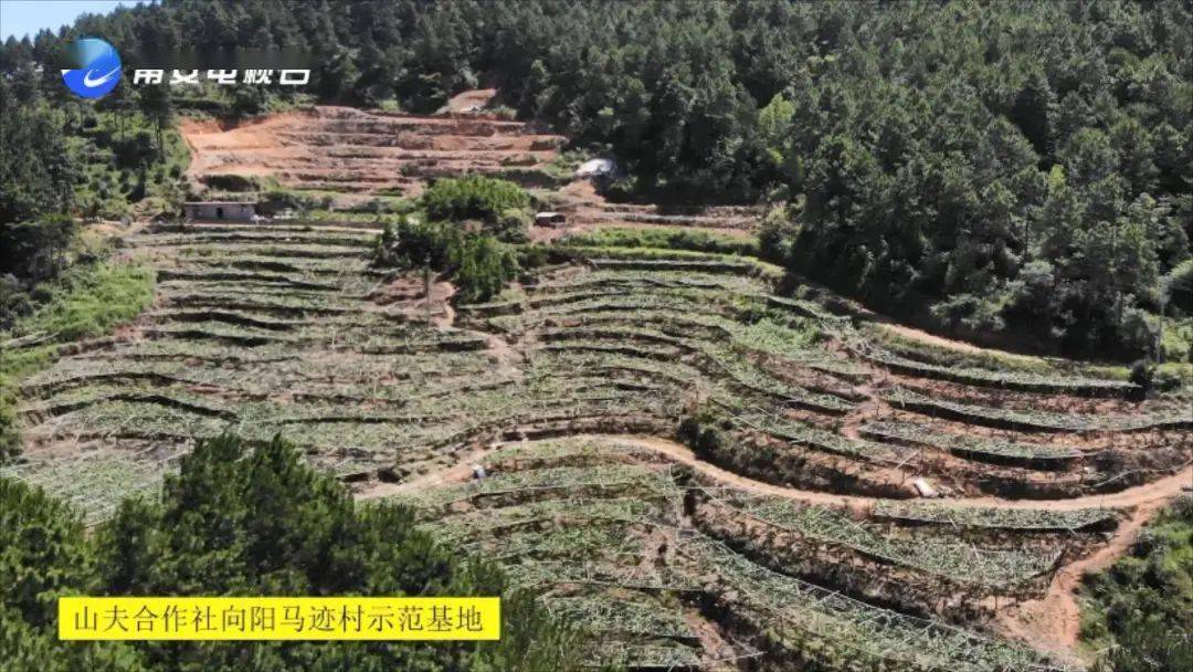 的第一个示范种植基地,后来又发展了向阳郭田村,马迹村等其他基地