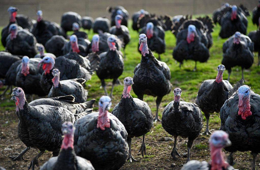 英国农场主培育上千只小火鸡为节日大餐做准备