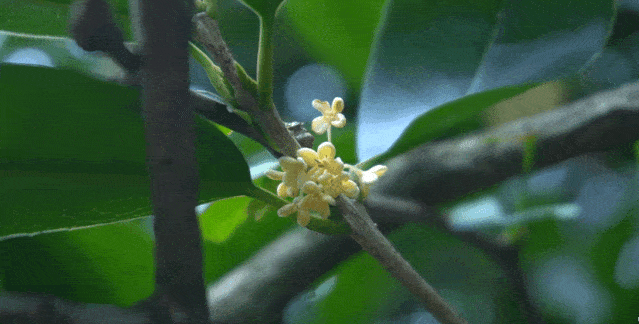 来一壶桂花酒 | 解虚寒,消忧愁