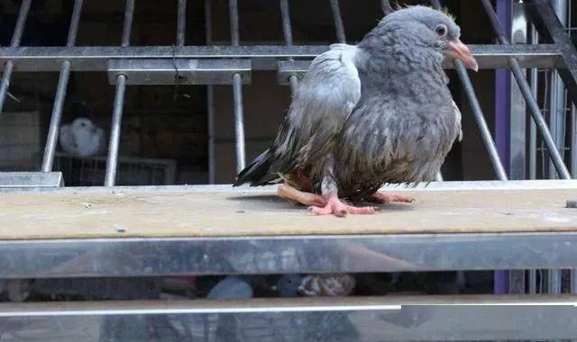 被多数鸽友误会的好鸽子毛脚鸽
