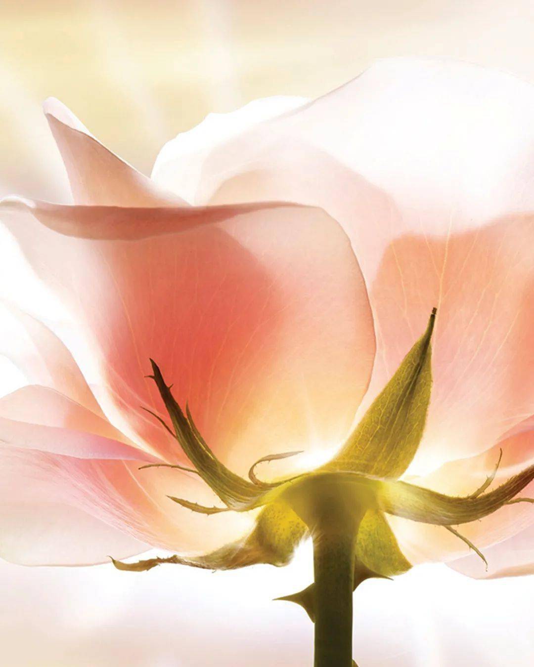 dior迪奥格兰维尔玫瑰的非凡起源