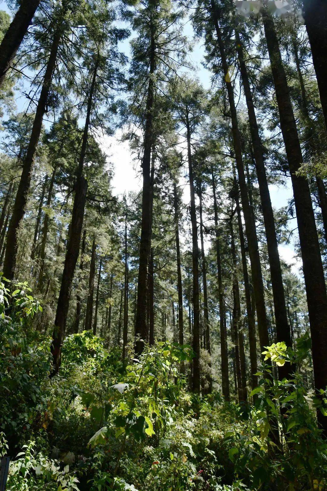 自然散步徒步墨西哥神圣冷杉林探秘君主斑蝶越冬地