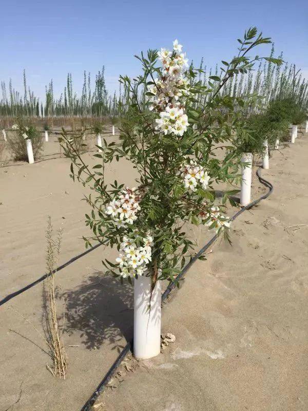 文冠果才貌双全的东方神树