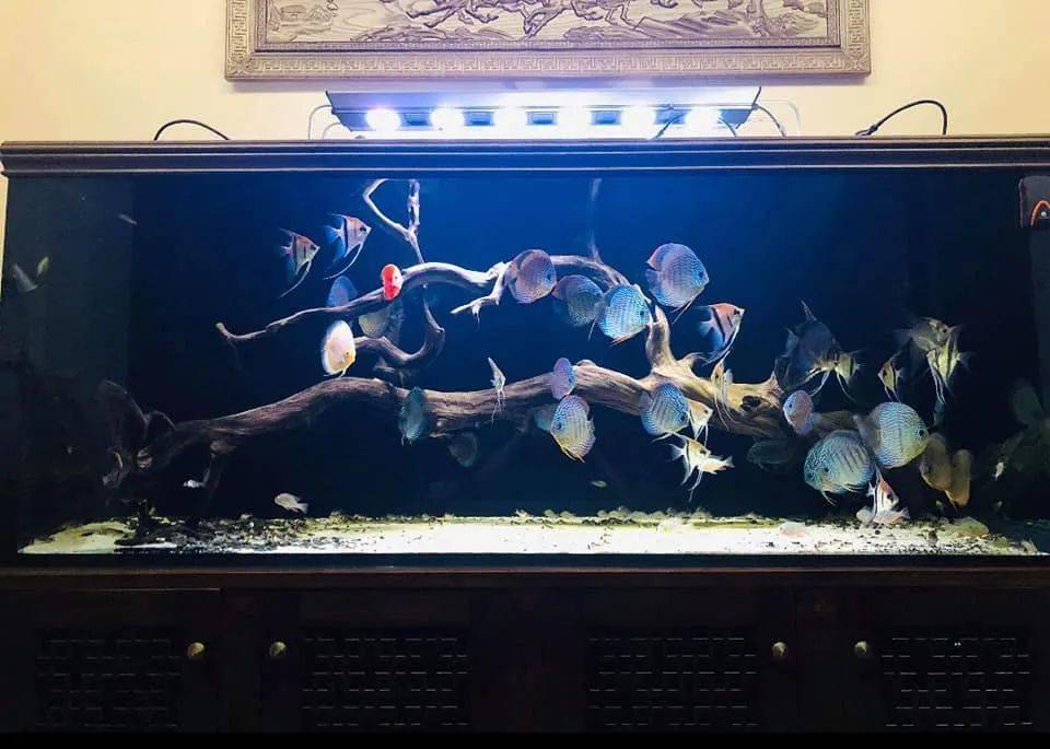 打理方便↓七彩神仙鱼是水族市场观赏鱼中很重要的一部分,因为它们