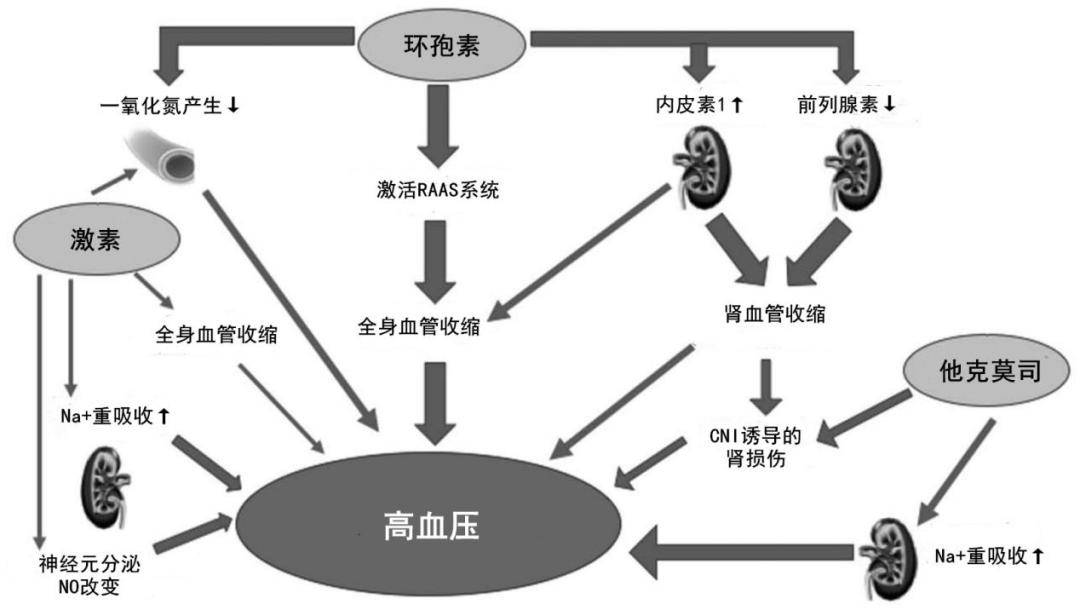 心脏移植后为何会发生高血压?