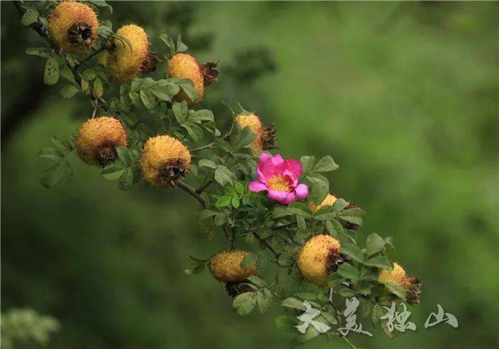 走向我们的小康生活独山小小刺梨黄金果助农增收奔小康