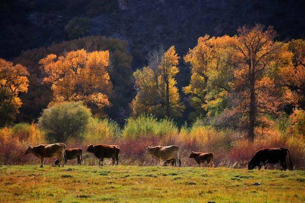 秋的思念新疆和静克尔古提大峡谷