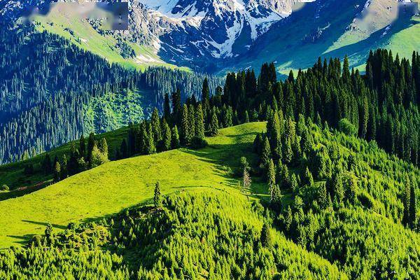 新疆伊犁恰西草原