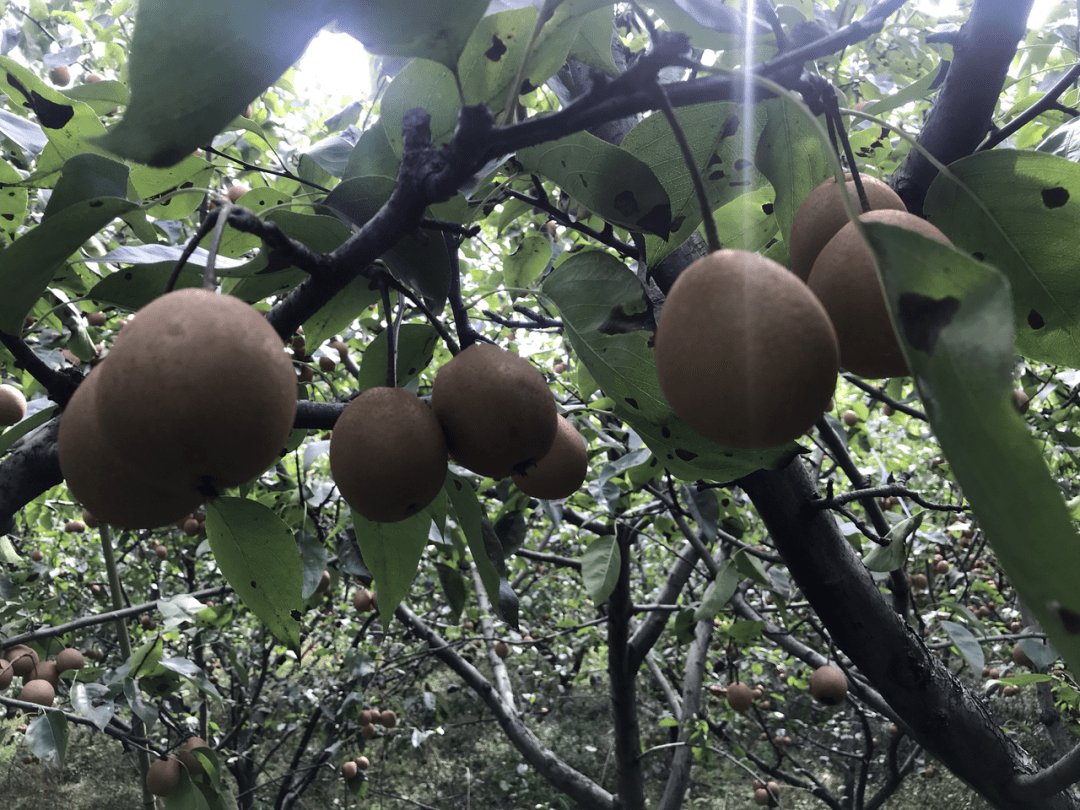 又是一年梅梨季果园里面采摘忙