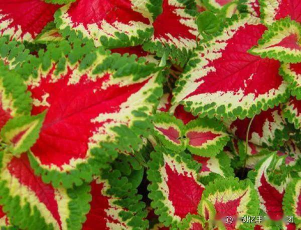 彩叶草的叶子枯萎怎么办