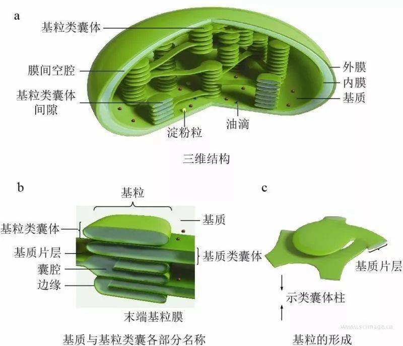 叶绿体超微结构模式图细胞分级分离图解真菌细胞模式图植物细胞亚显微