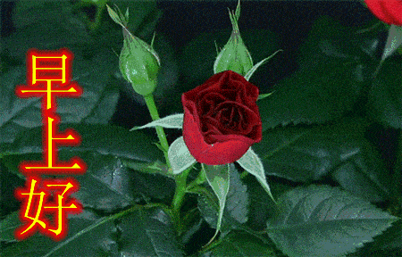 450_288gif 动态图 动图