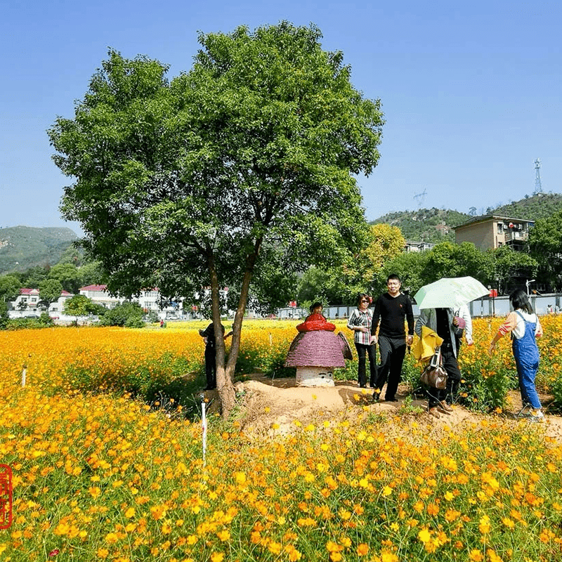 株洲秋瑾故居四季花海图片