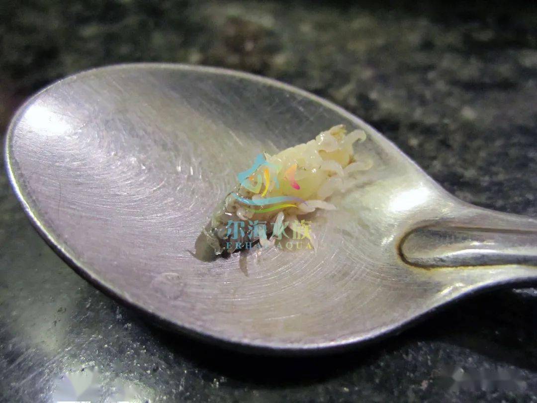 胆小慎入鱼类寄生虫之食舌虫
