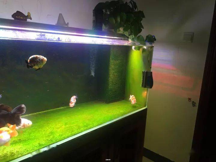 折腾| 成品缸渐渐满足不了我,新开1米2清水绿苔缸,成本不到3k