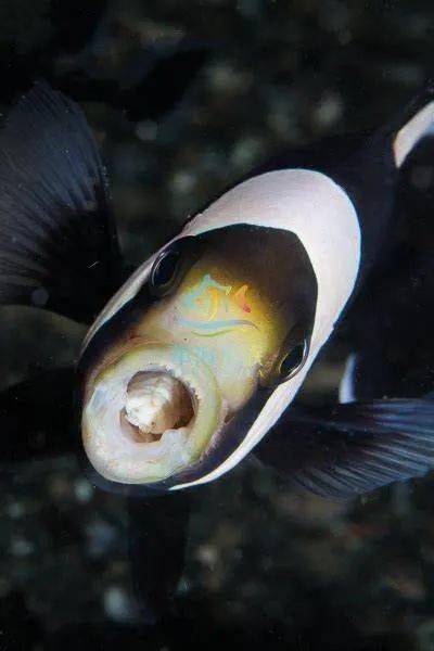 舌头鱼图片寄生虫图片
