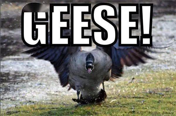 咸阳版鹅狗大战主人笑出鹅叫声