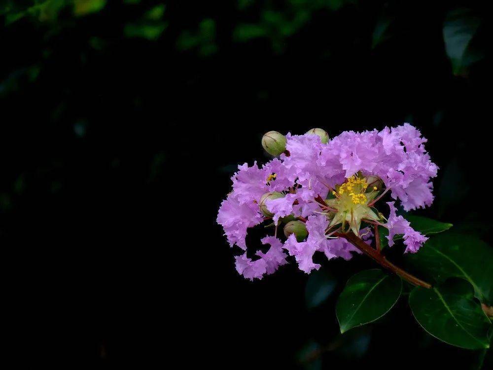 花谁道花无百日红简介紫薇,别名:痒痒花,痒痒树,紫金花,紫兰花,蚊子花