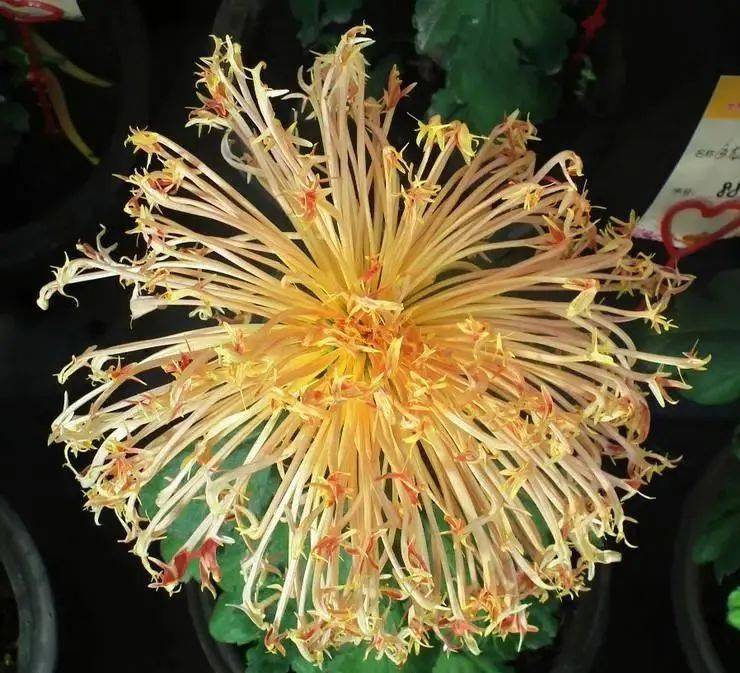 世界最美菊花图!整整80种,太珍贵了!