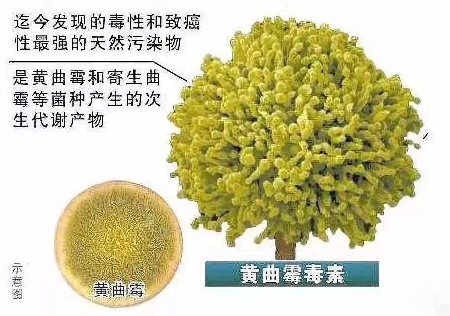 黄曲霉素是目前发现的最强致癌物之一,其毒性相当于氰化钾的10倍,砒霜