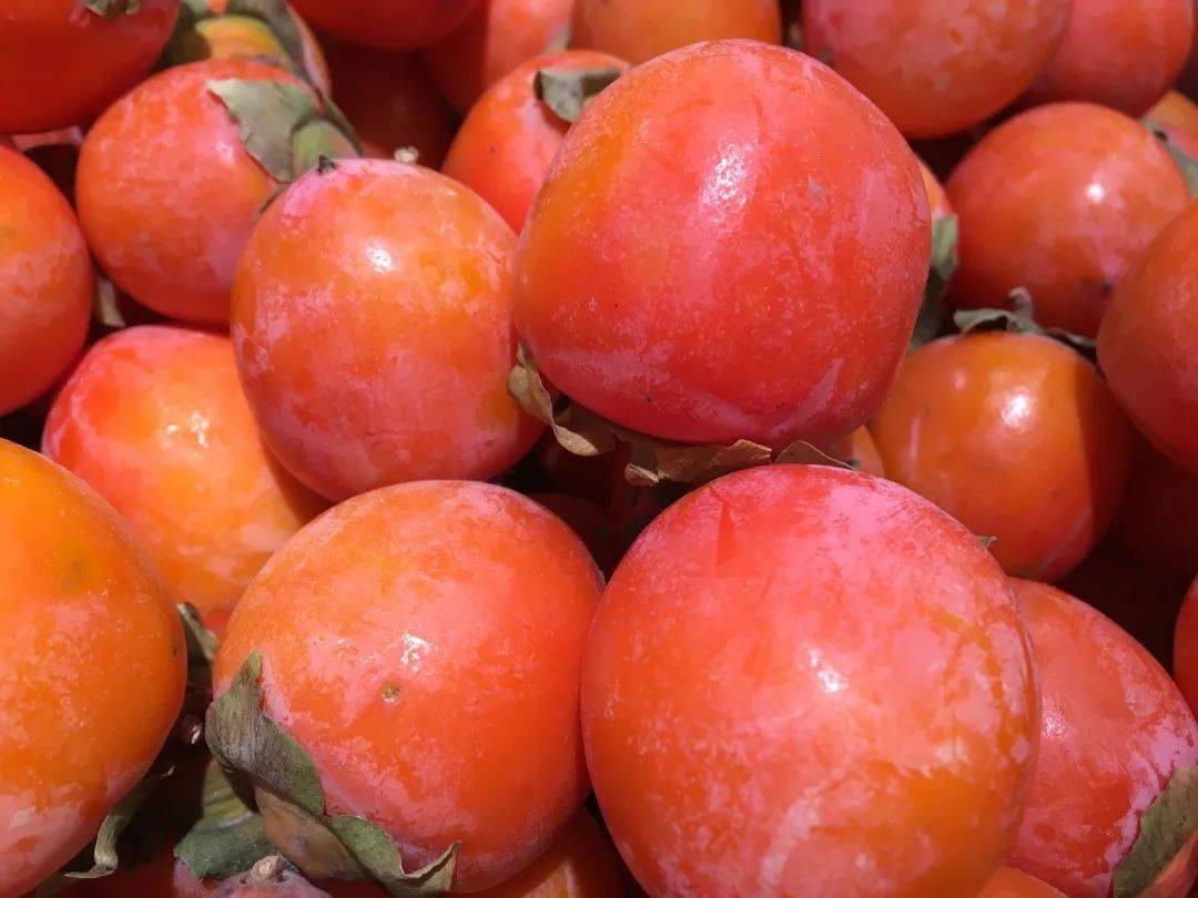 而最好吃的柿子当属"吊红".