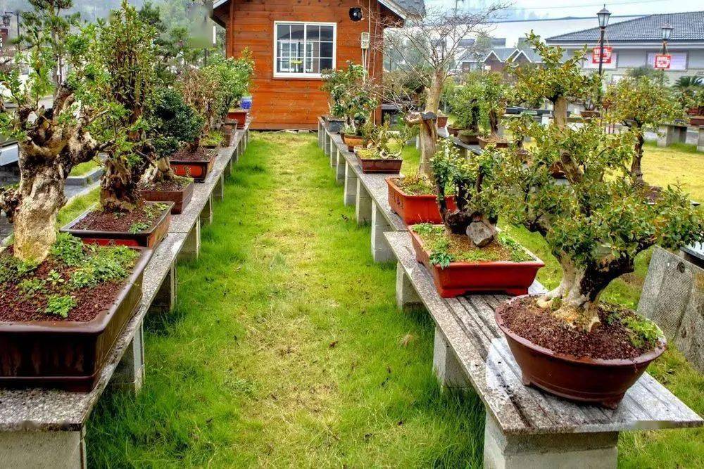 三门的盆景村前郭村好风景造就好钱景