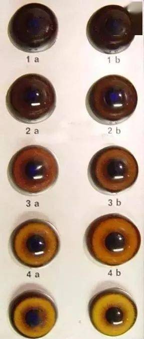 养狗知识土狗相法之观眼篇有图有文如何挑选一只好狗你一读就懂