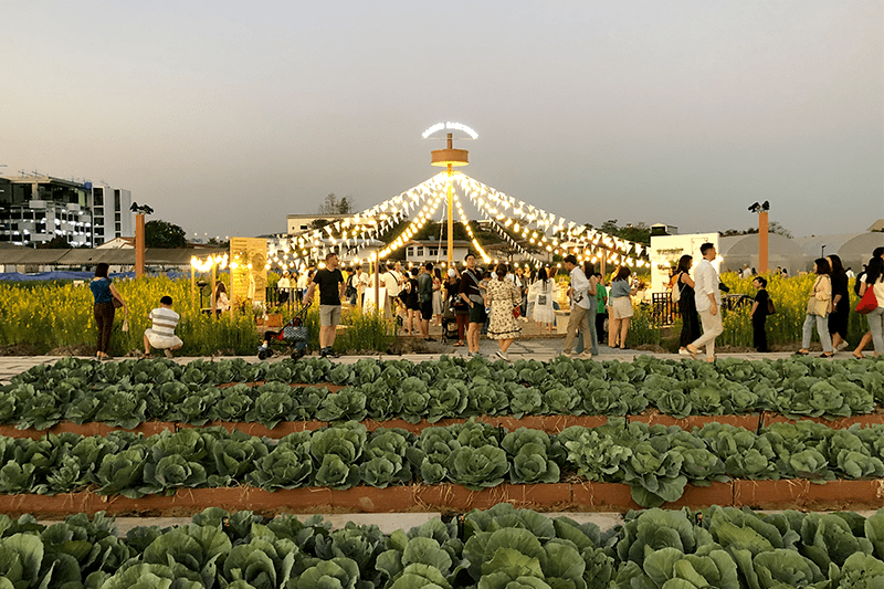 曼谷市区的有机农场让城市生活更清新