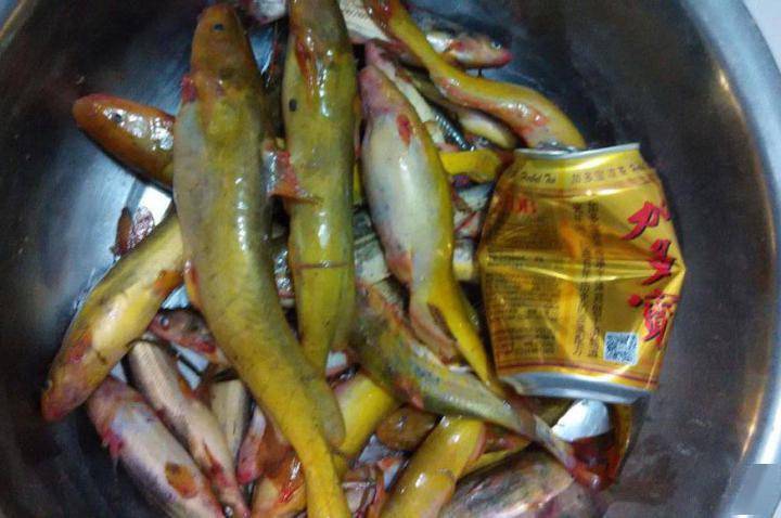 此鱼和黄颡鱼类似但体形细长我们这里老话叫黄油条