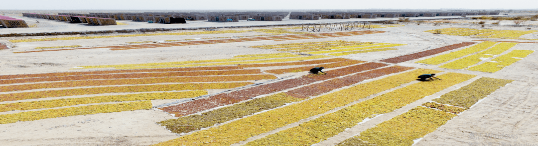 影像07兰干乡的葡萄熟了