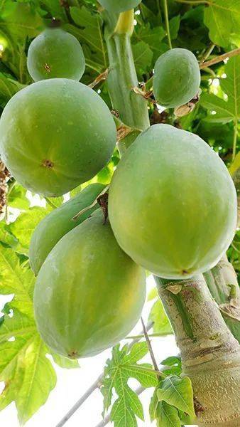 湖南新怡生态农业股份有限公司通过三年时间的努力,终于将木瓜这种