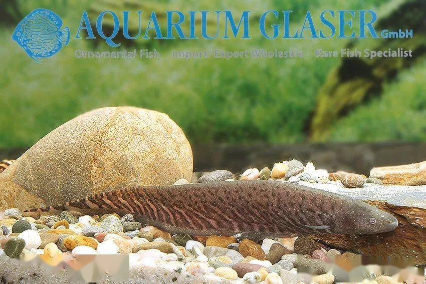 每天认识一种南美鱼