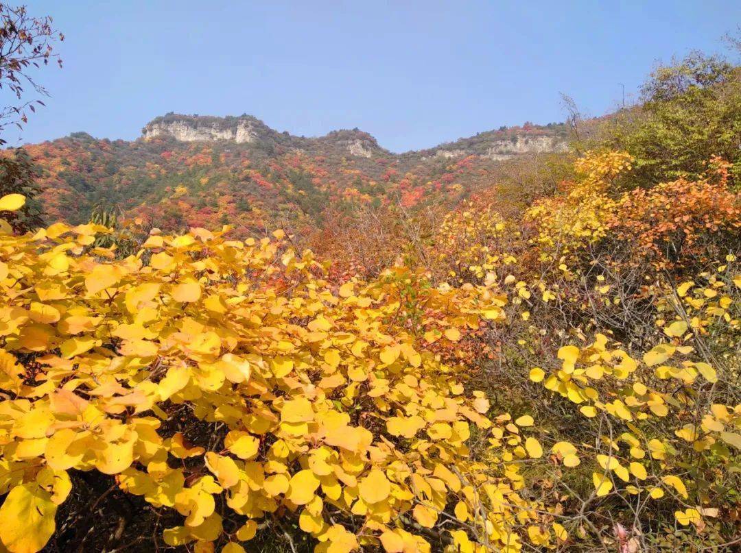 99红叶节杀九坨之日出山叶红欲燃