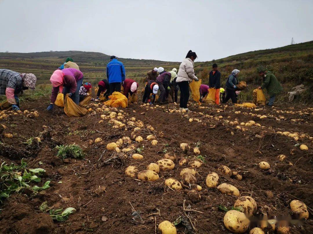 火石寨金豆豆薯业种植基地今年种植洋芋1600亩生活不容,农民不易,一粥