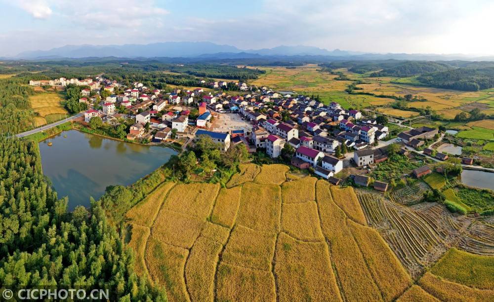 江西金溪:金秋田园美