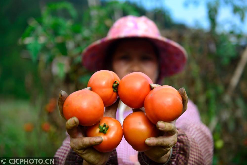 广西龙胜西红柿采摘忙