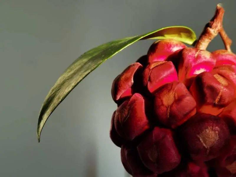 年产值100万武平人儿时摘的野果如今成致富香饽饽