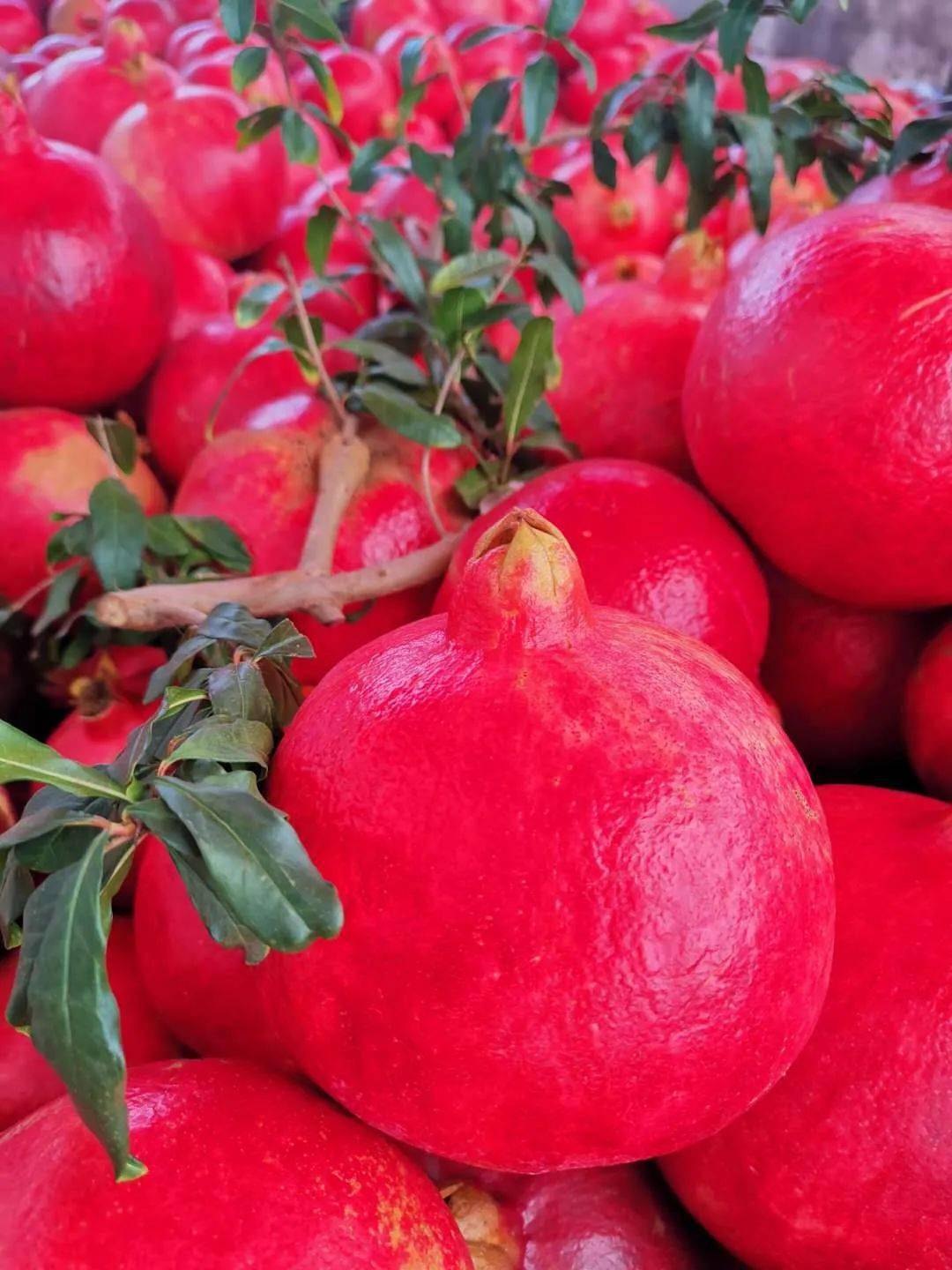 号称石榴界"网红"的黑珍珠石榴你见过吗?