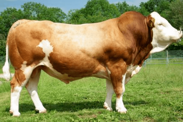 再来说说意大利的特色牛,契安尼那牛.