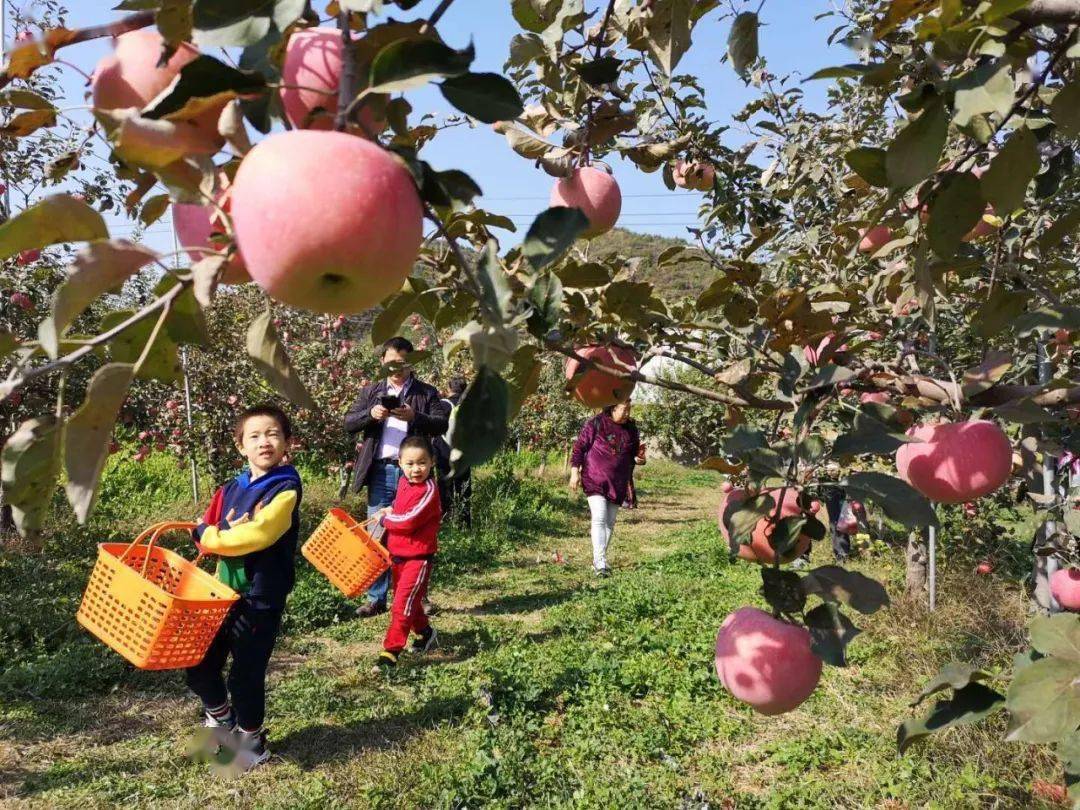 崔村镇真顺村的北京军都山红苹果专业合作社,准备体验采摘果蔬的乐趣