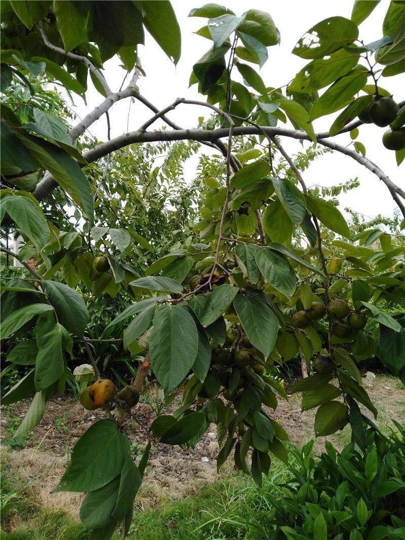 杨梅树  杨桃树  9月25日 星期五 晴