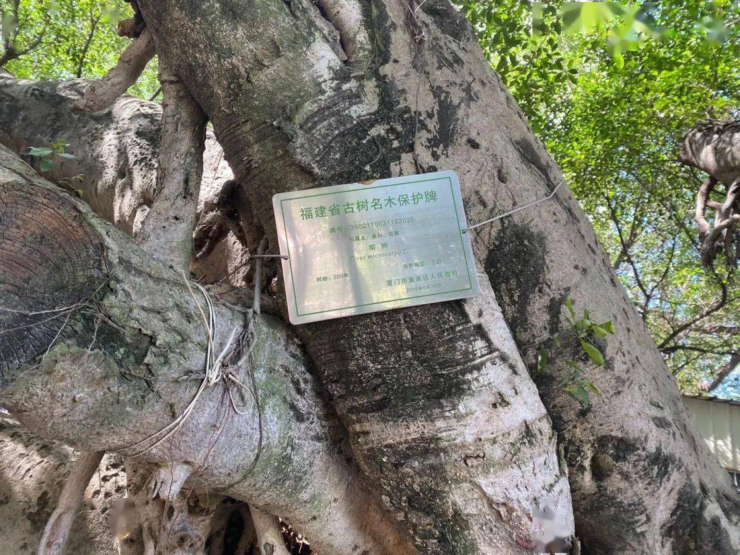 古树名木保护牌"这些榕树身上挂着露出被虫蛀空的枝干深埋进地底的